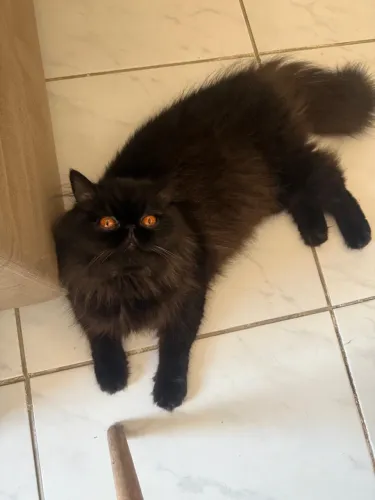 Gata Persa procurando namorado!