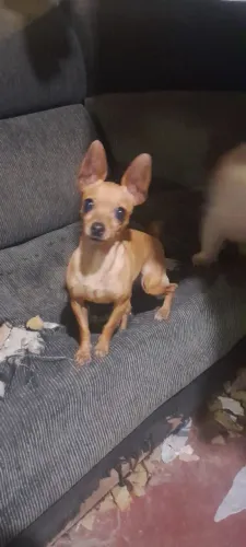 Procuro namorado macho pra monta pinscher