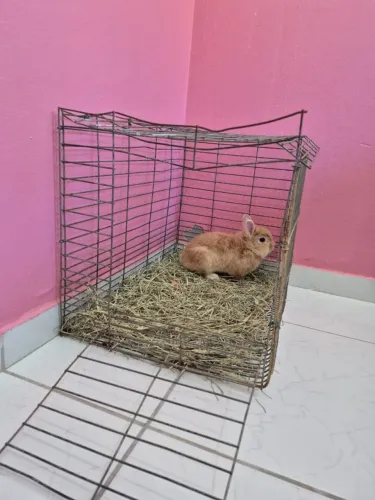 Coelho Macho com gaiola e acessório