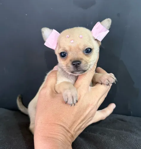 Chihuahua Micro Pelo Curto Princesinha pronta para uma nova família ac cartão