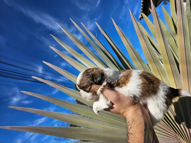 Shih tzu femea alto padrao