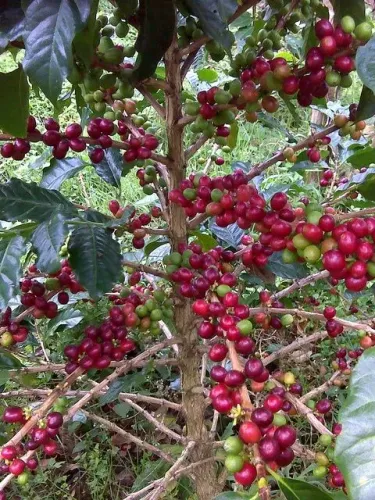 Mudas de pé de café