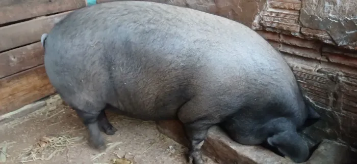 Porca Caipira
