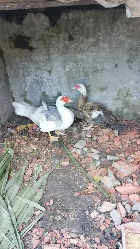 Vende-se pato e pata juntos