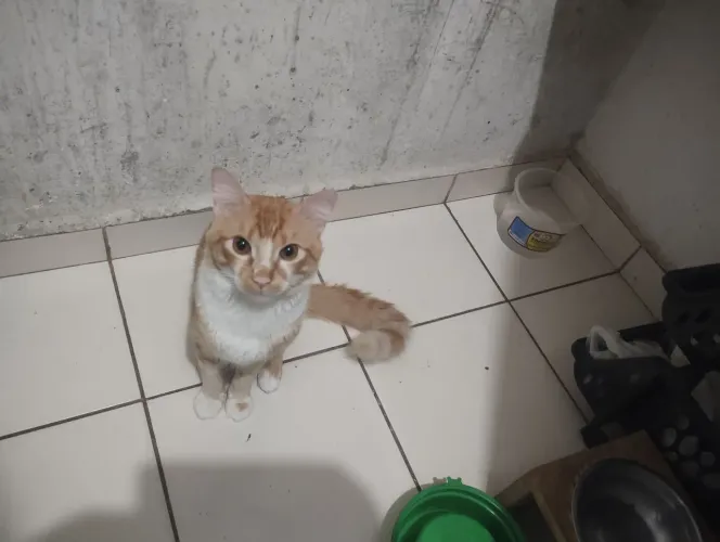 Doa se dois gatos