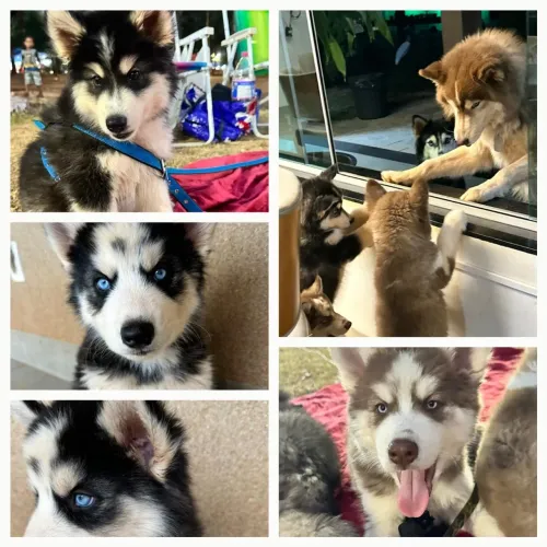 Husky Siberiano com pelagem wolly