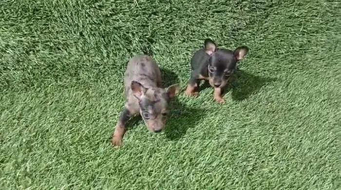 Pinscher miniatura macho