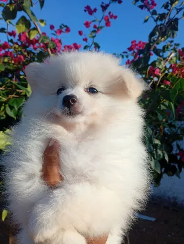 Lindos bebês spitz alemão disponíveis 