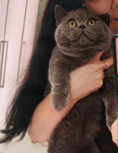 British Shorthair Apaixone se! SP