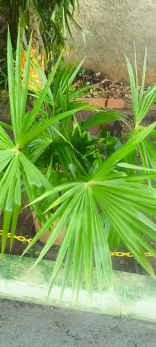 Vaso de planta