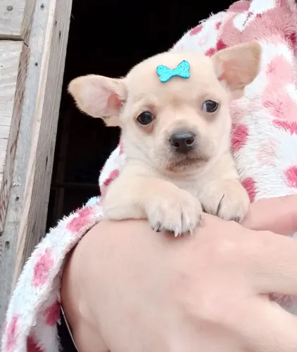 Chihuahua filhote