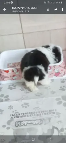 Shitzu