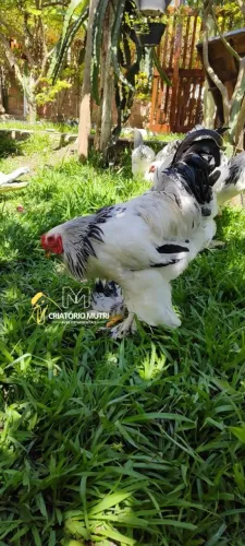 Casal de Brahma light 