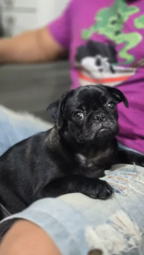 Pug fêmea preta 