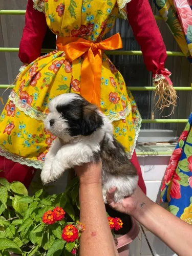 Lindos Filhotes de Shihtzu