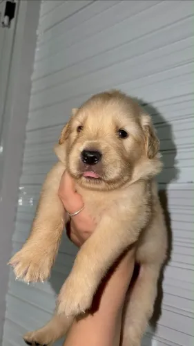 FILHOTE GOLDEN RETRIVER 