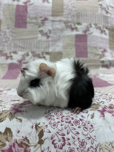 Porquinho da índia