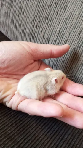 Hamster Anão Russo 