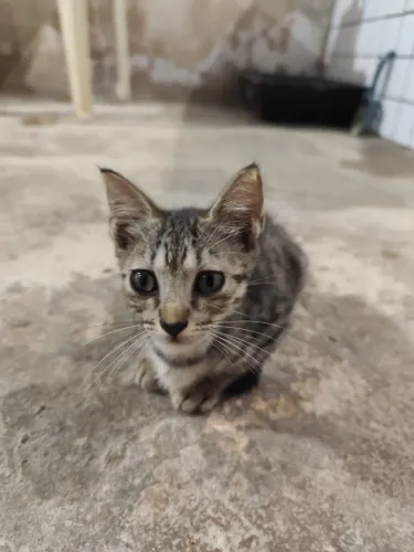 Doação de gatinhas 