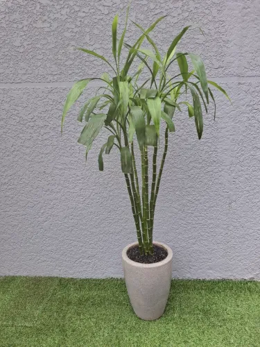 Bambu 9 hastes Natural