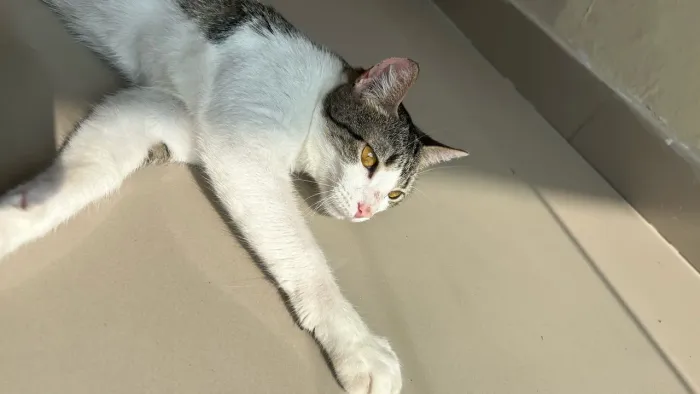 Adoção de gatinhas