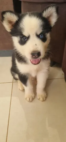Filhotes de Husky Siberiano à venda