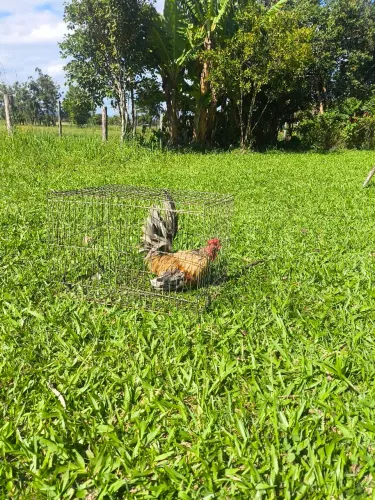 Vende-se galo garnizes Nagasaki