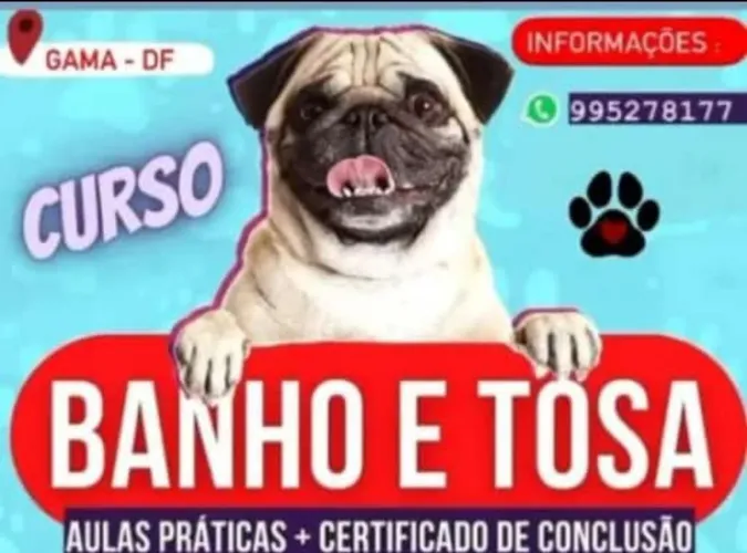 Curso banho e tosa