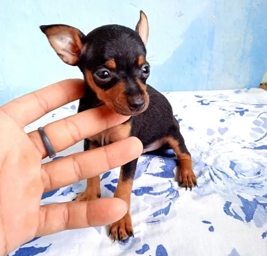 Filhote de pinscher 