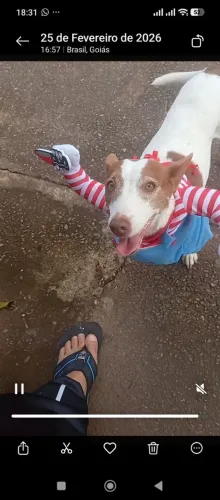 Roupa cachorro fantasia chuck
