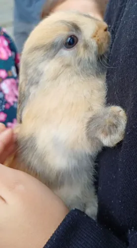 Vendo Coelhinhos Mini Lion. 3 meses. 