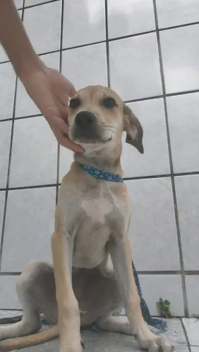 Cachorros p/ adoção