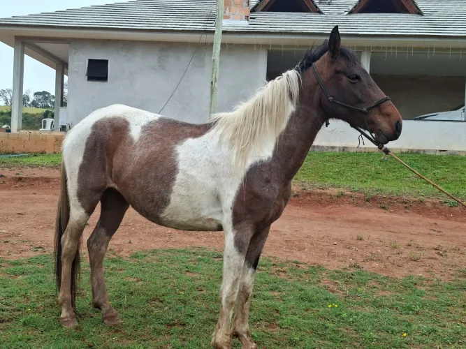 Marchadeira 6 anos mansa pra venda