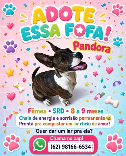 Doação de uma cachorra fêmea porte médio 