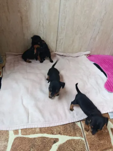 pinscher número Zero