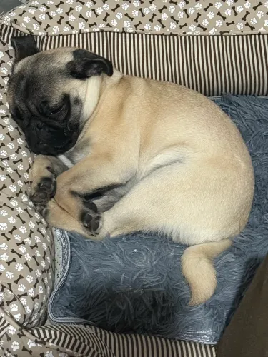 Pug Macho 3 meses microchipado filhote