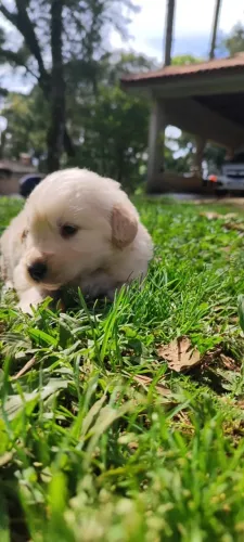 Golden Retriever com Pedigree