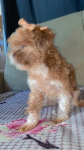 Shitzu fêmea 7 meses 