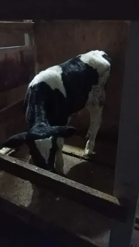 Venda permanente de bezerros