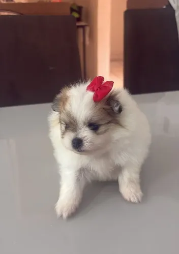 Sptiz Alemão Anão fêmea.