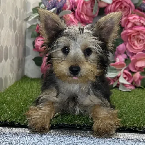 Yorkshire Terrier/ Uma charme escultural no tamanho mini