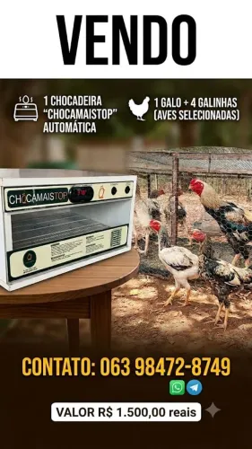 Chocadeira e Galinhas