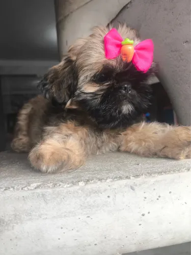 Shih Tzu filhotes lindos disponíveis