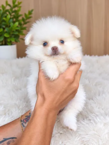 Filhote spitz alemão Lulu da Pomerânia 