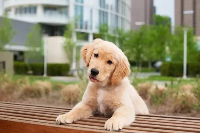 Filhote de Golden Retriever O Filhote Que Encanta Desde o Primeiro Olhar