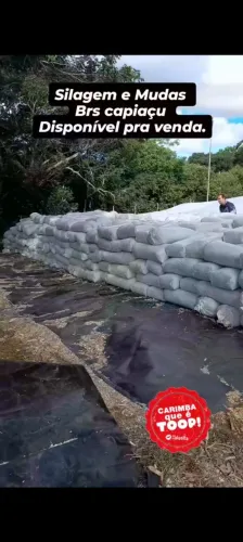 SILO E MUDAS BRS CAPIAÇU COM ENTREGA EM ARACAJU GRATIS