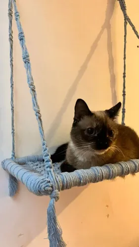 Caminha Suspensa Para Gato (Rede Em Macramê) Feita À Mão