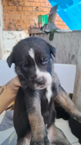 Vende-se filhotes de husky siberiano com dogo argentino
