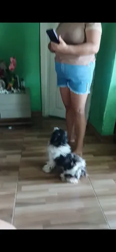 Cachorro shitzu 