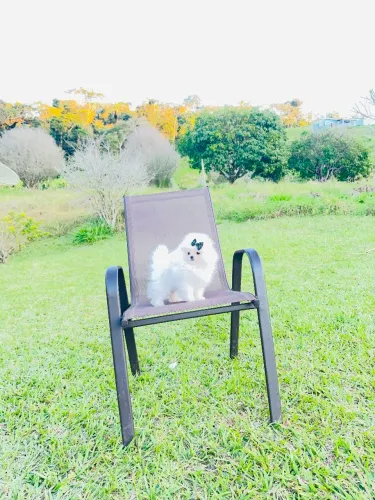 LULU DA POMERÂNIA - LINHAGEM RUSSA E COREANA